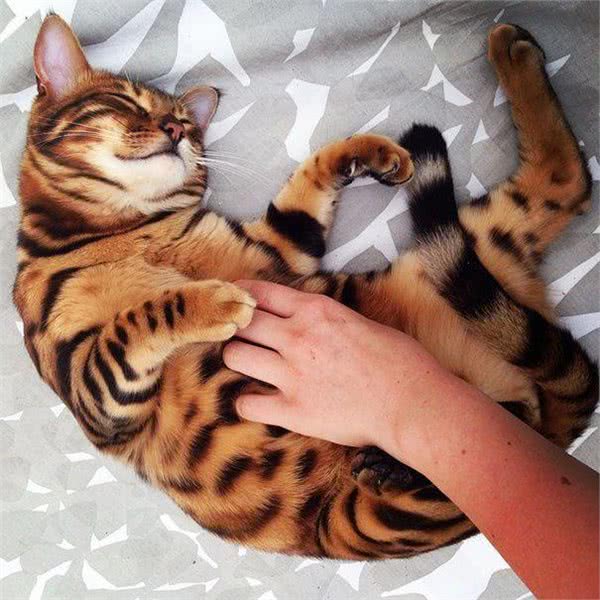 十大名贵猫咪，你撸过几只?