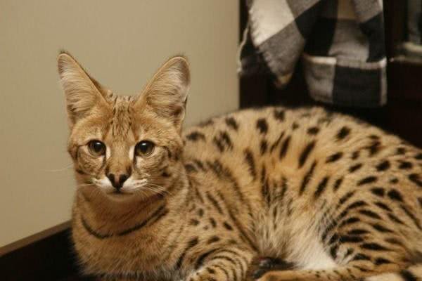 十大名贵猫咪，你撸过几只?