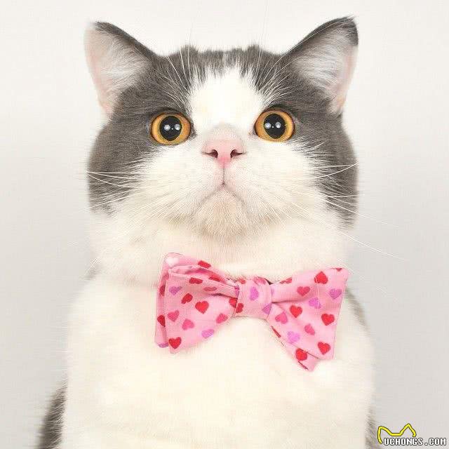 十大名贵猫咪，你撸过几只?