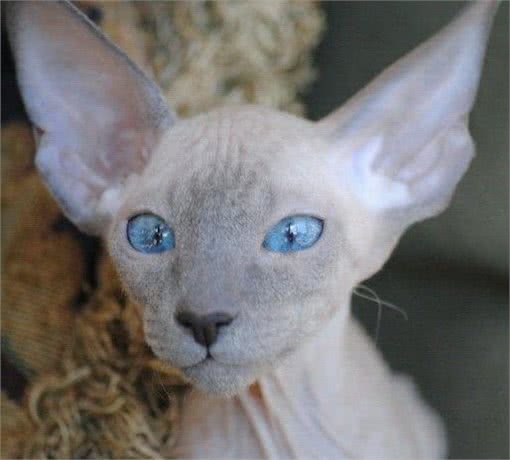 十大名贵猫咪，你撸过几只?