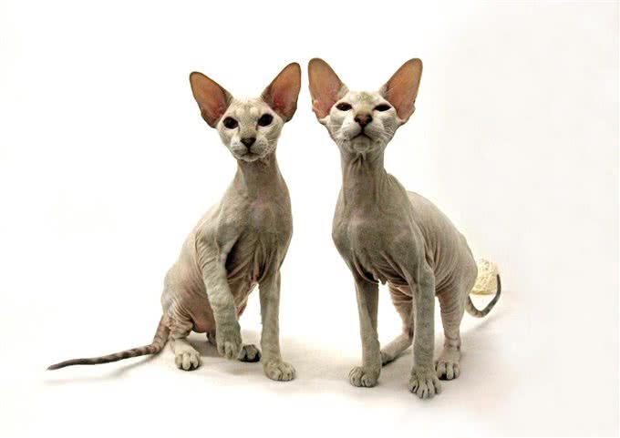 十大名贵猫咪，你撸过几只?