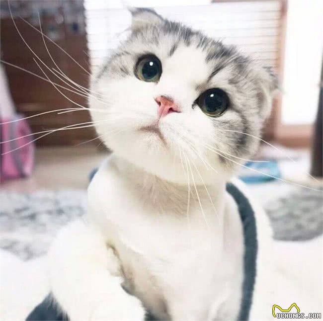十大名贵猫咪，你撸过几只?