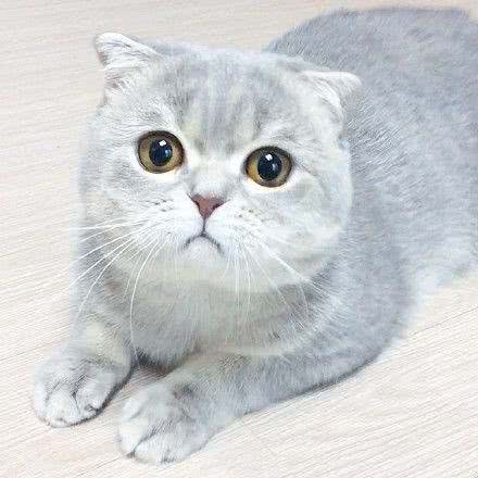 十大名贵猫咪，你撸过几只?