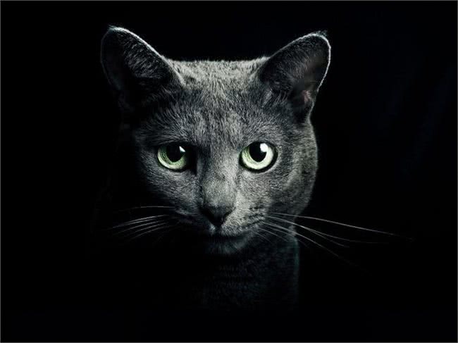 十大名贵猫咪，你撸过几只?