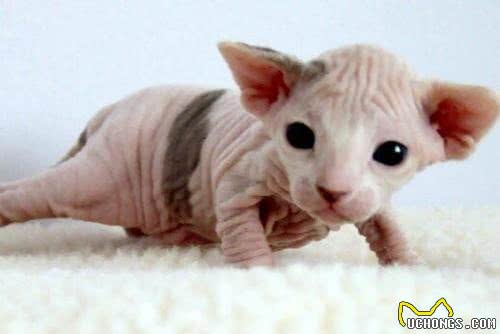十大名贵猫咪，你撸过几只?