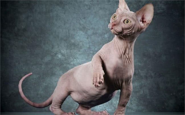 十大名贵猫咪，你撸过几只?