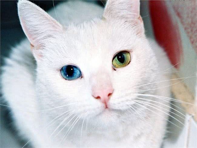 十大名贵猫咪，你撸过几只?