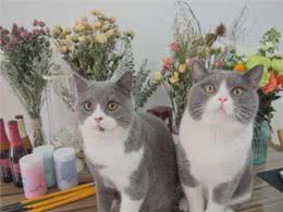 十大名贵猫咪，你撸过几只?