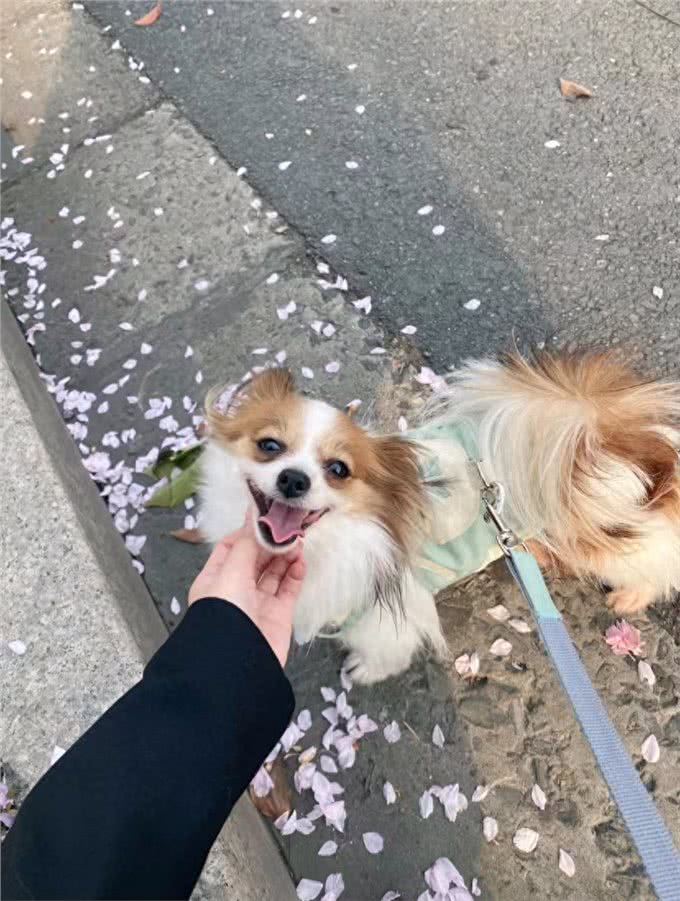 建议你养蝴蝶犬的6大理由，网友:养了看不上其他狗