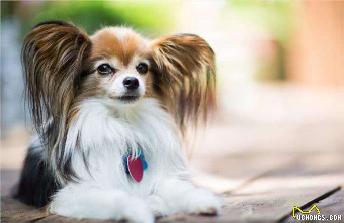 建议你养蝴蝶犬的6大理由，网友:养了看不上其他狗