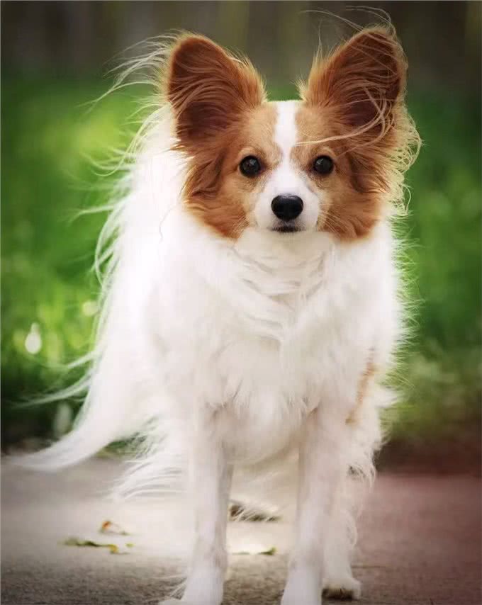 建议你养蝴蝶犬的6大理由，网友:养了看不上其他狗