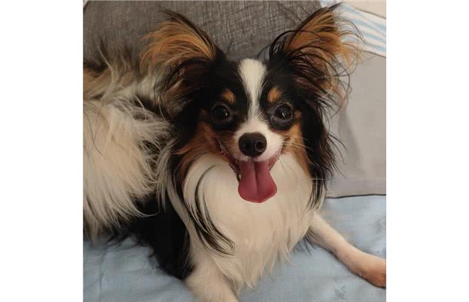 建议你养蝴蝶犬的6大理由，网友:养了看不上其他狗
