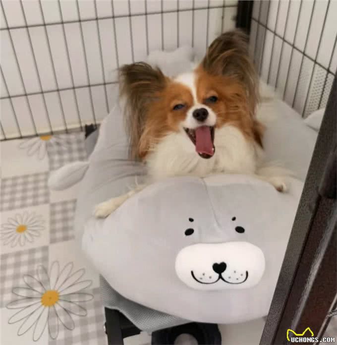 建议你养蝴蝶犬的6大理由，网友:养了看不上其他狗