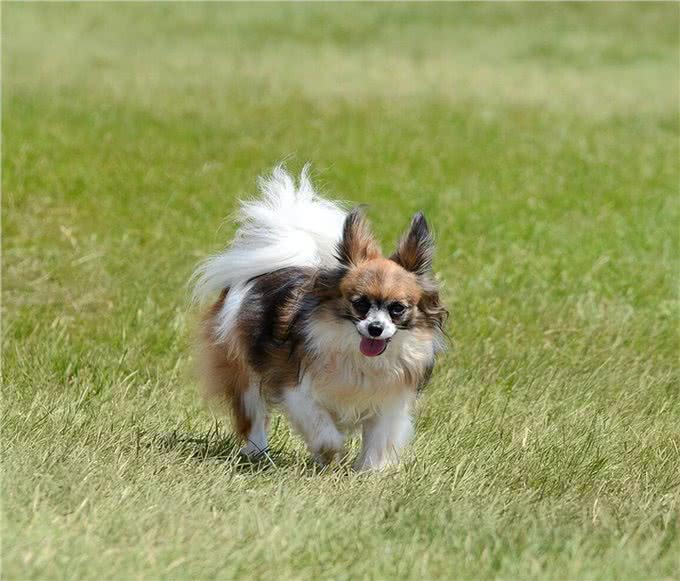 建议你养蝴蝶犬的6大理由，网友:养了看不上其他狗