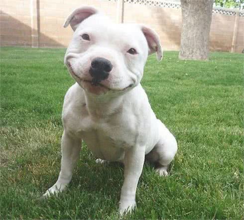 烈性犬真的就都很凶吗?惨绝人寰的斗犬活动为什么一直禁止不了?