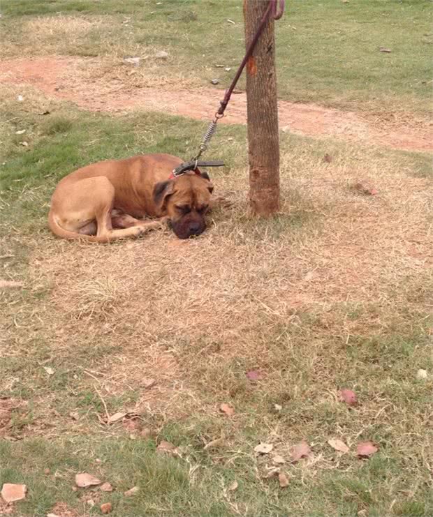 烈性犬真的就都很凶吗?惨绝人寰的斗犬活动为什么一直禁止不了?