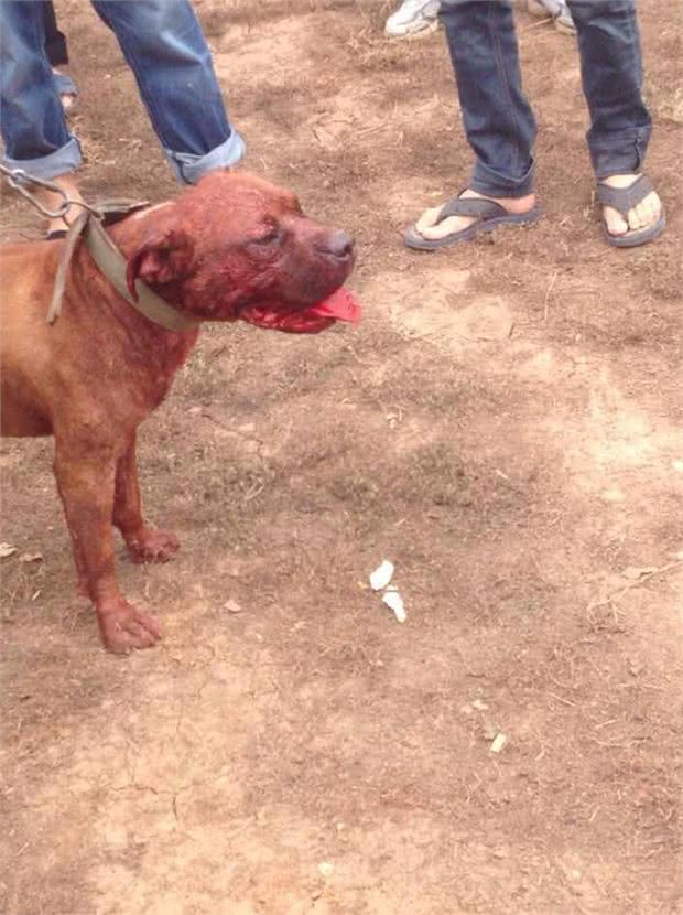 烈性犬真的就都很凶吗?惨绝人寰的斗犬活动为什么一直禁止不了?