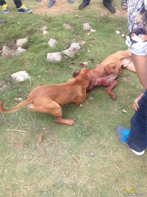 烈性犬真的就都很凶吗?惨绝人寰的斗犬活动为什么一直禁止不了?