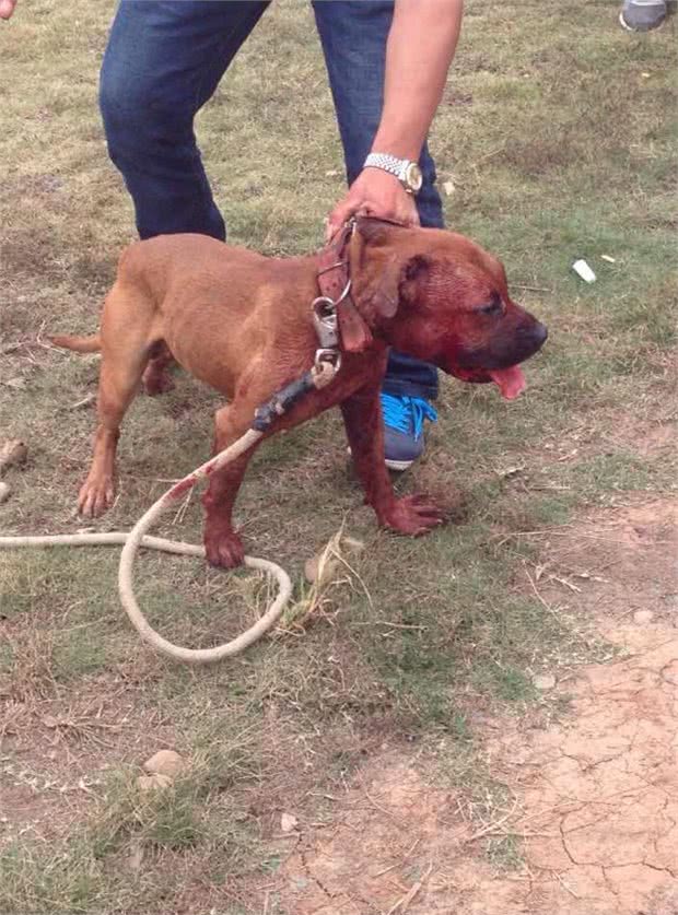 烈性犬真的就都很凶吗?惨绝人寰的斗犬活动为什么一直禁止不了?