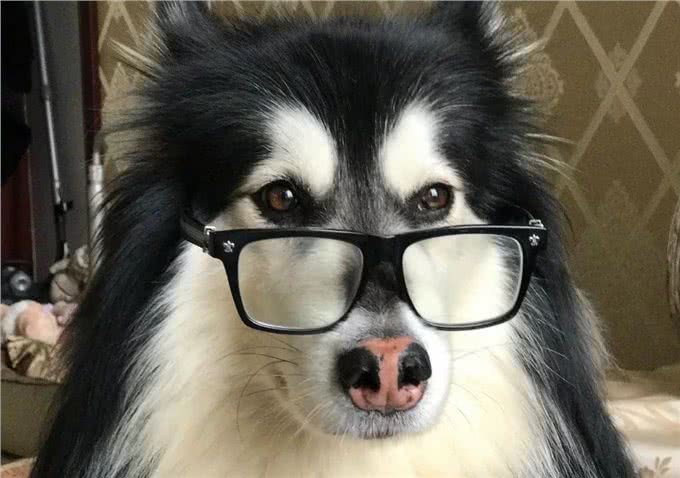 说说狗狗眼睛的那些问题和处理方法~