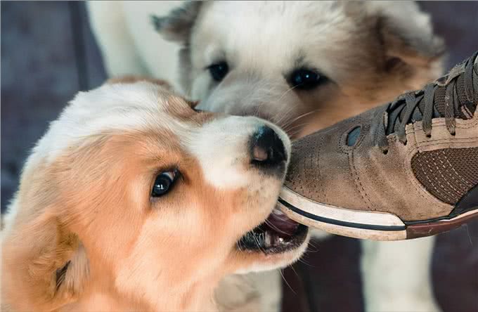 狗狗用品之6款人类平价替代品，一年省下数千元