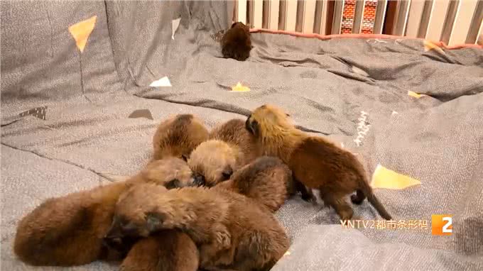 8头马里努阿犬!没满月,奶萌奶萌的,犬妈妈却受伤了