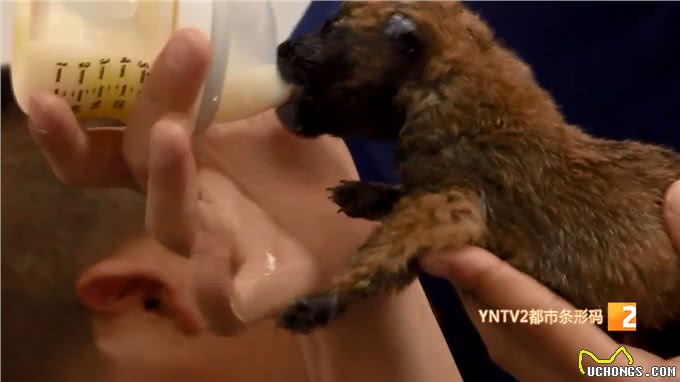 8头马里努阿犬!没满月,奶萌奶萌的,犬妈妈却受伤了