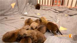 8头马里努阿犬!没满月，奶萌奶萌的，犬妈妈却受伤了