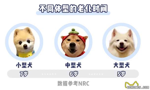 步入老年期的狗，会有什么特征?又该如何照顾?