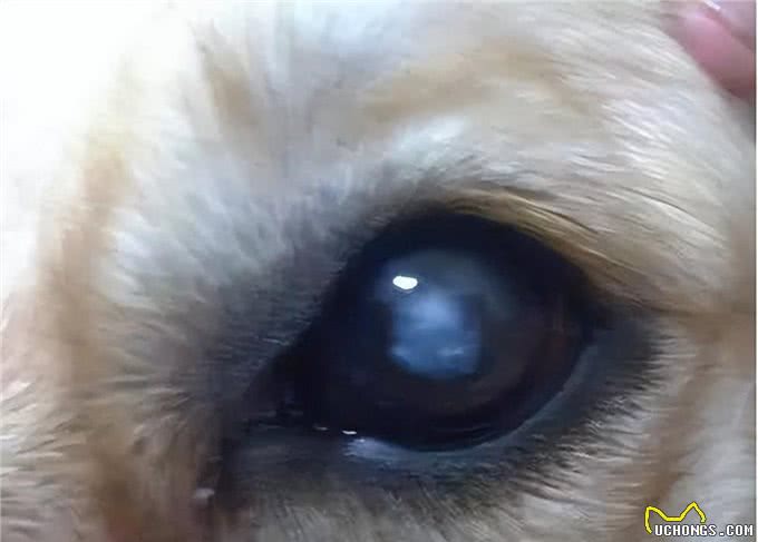 步入老年期的狗，会有什么特征?又该如何照顾?