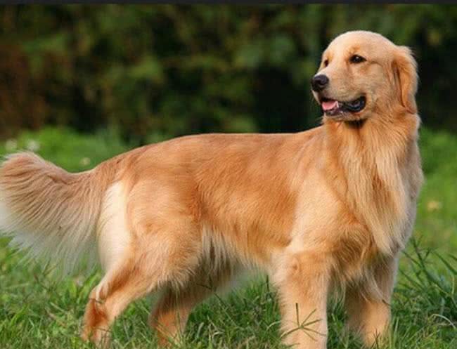 大型犬狗粮推荐，一定要有这些才可以