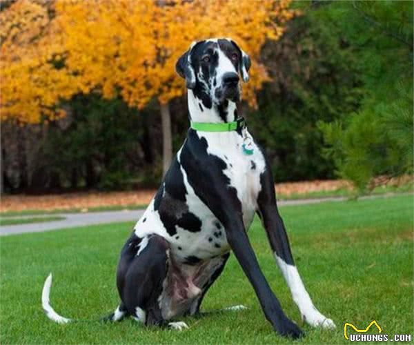 大型犬狗粮推荐，一定要有这些才可以