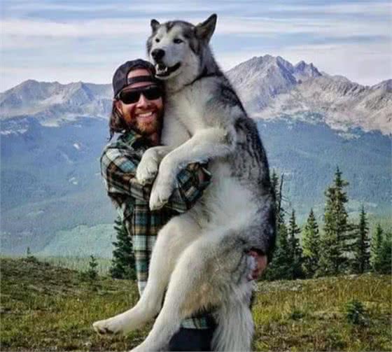大型犬狗粮推荐，一定要有这些才可以