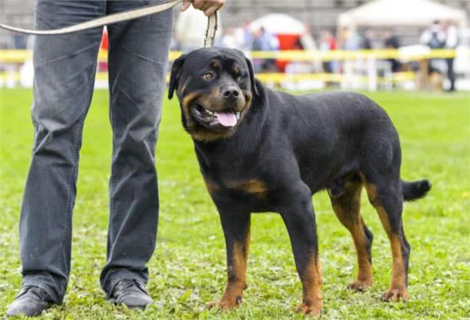 大型犬狗粮推荐，一定要有这些才可以
