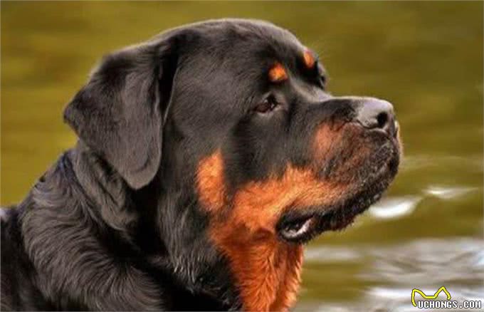 大型犬狗粮推荐，一定要有这些才可以