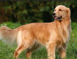 大型犬狗粮推荐，一定要有这些才可以