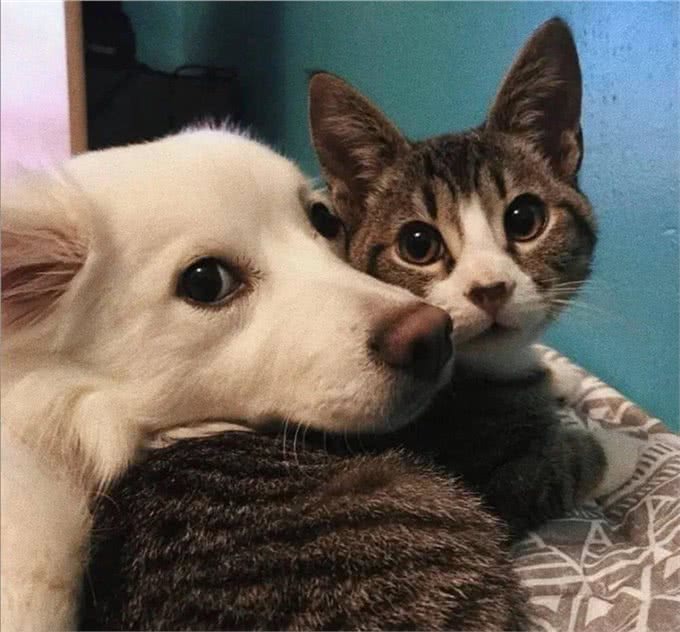 养猫和养狗的3个主要区别，你更喜欢养哪一个?