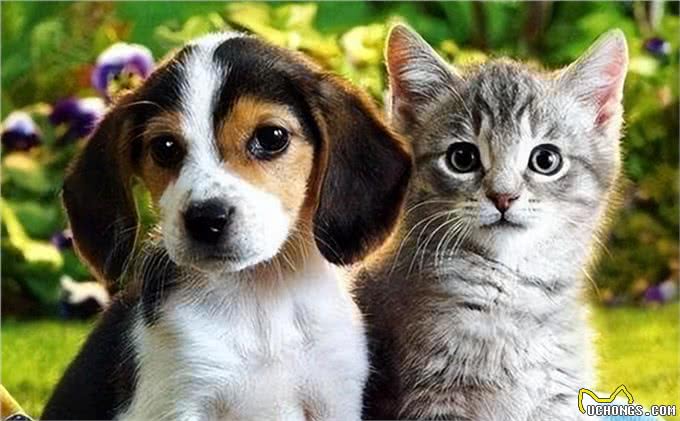 养猫和养狗的3个主要区别，你更喜欢养哪一个?