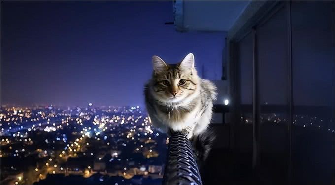 养猫和养狗的3个主要区别，你更喜欢养哪一个?