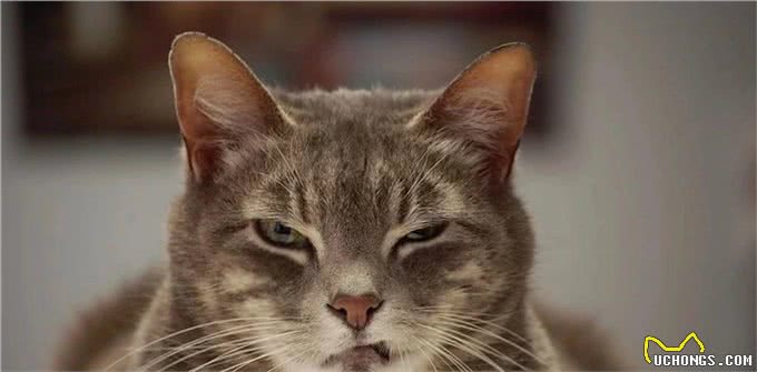 养猫和养狗的3个主要区别，你更喜欢养哪一个?