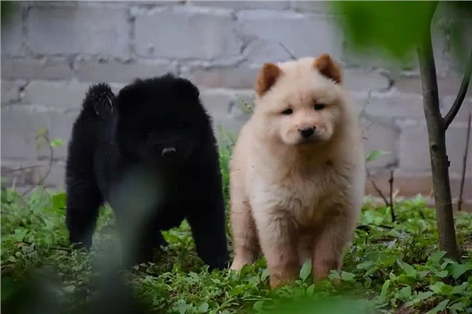 中华田园犬:咱家的狗真的比舶来品差吗?
