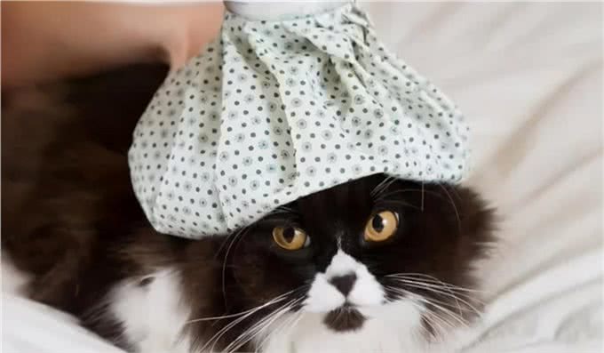 猫咪持续/反复发烧怎么办?哪些原因会引发无名高热?