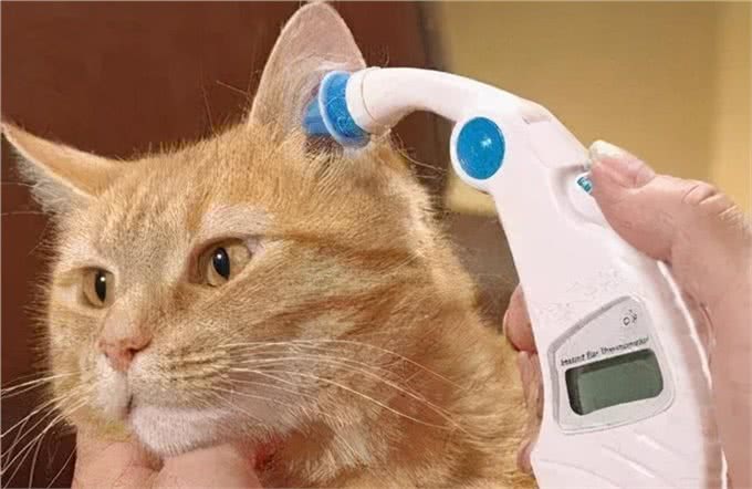 猫咪持续/反复发烧怎么办?哪些原因会引发无名高热?
