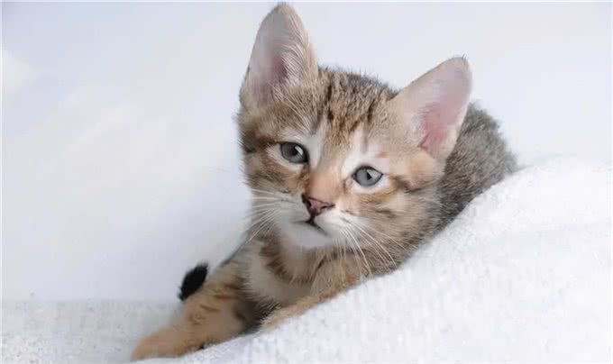 猫咪持续/反复发烧怎么办?哪些原因会引发无名高热?