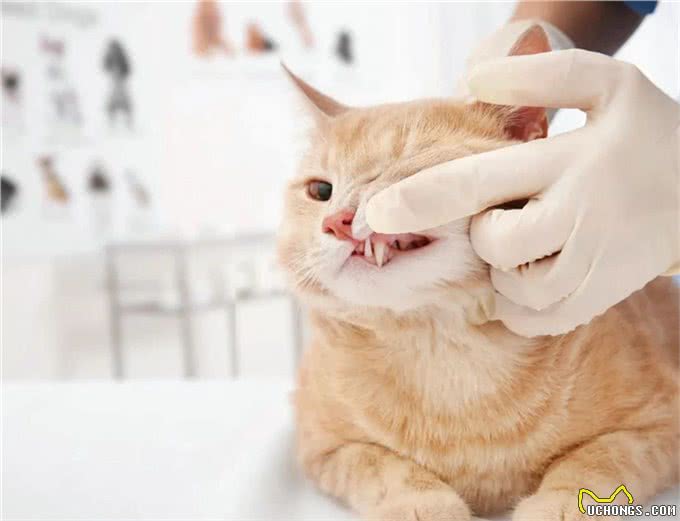 猫咪持续/反复发烧怎么办?哪些原因会引发无名高热?
