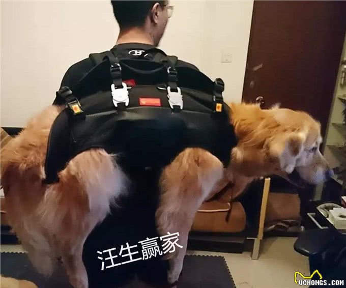 16岁金毛身患癌症，主人不离不弃:是你教给我的温柔
