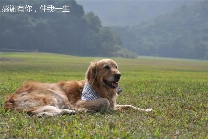 16岁金毛身患癌症，主人不离不弃:是你教给我的温柔