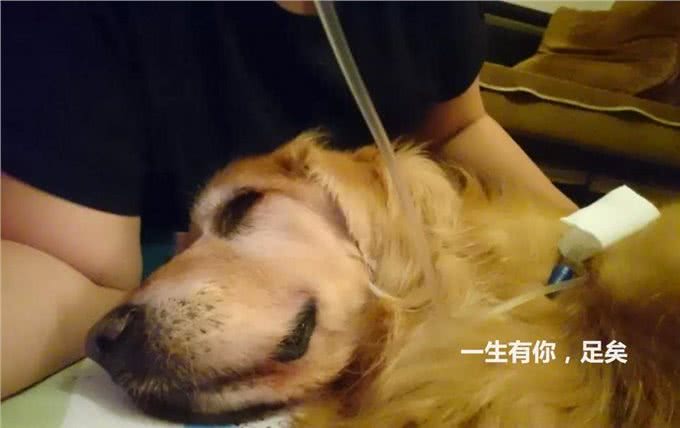 16岁金毛身患癌症，主人不离不弃:是你教给我的温柔
