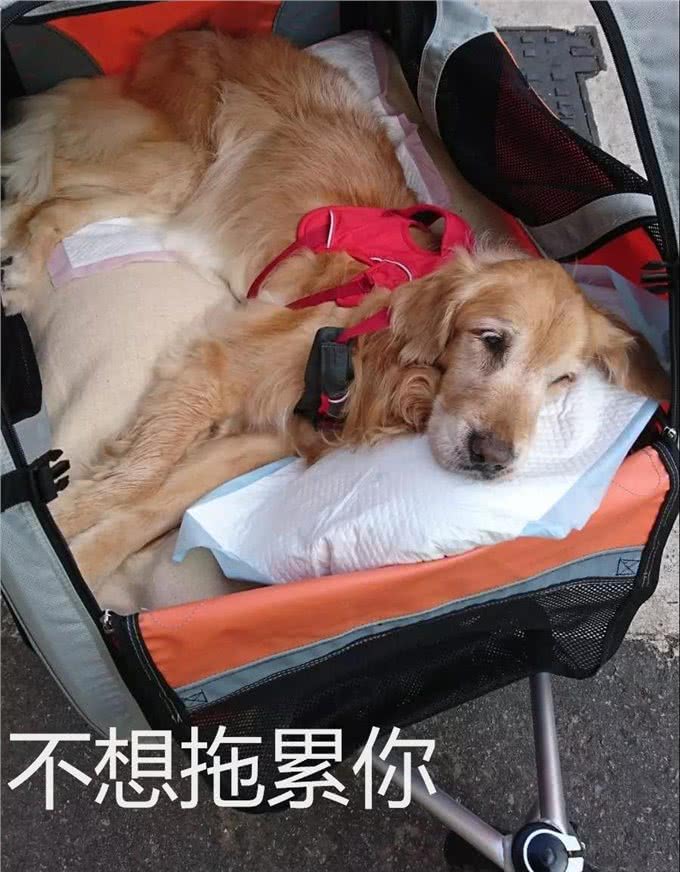 16岁金毛身患癌症，主人不离不弃:是你教给我的温柔