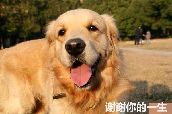 16岁金毛身患癌症，主人不离不弃:是你教给我的温柔